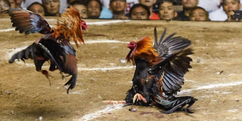Chơi đá gà online hấp dẫn 5 các trận đá gà online hấp dẫn