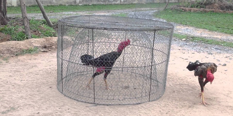 Kinh nghiệm nuôi gà đá tốt hay nhất 6 Kinh nghiệm chọn giống gà để nuôi gà đá tốt