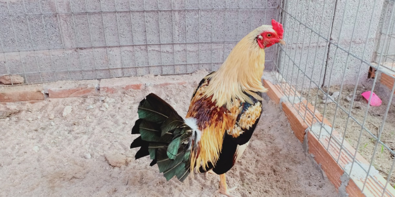 Luật chơi đá gà cựa sắt - bí quyết thắng cược Jun88 4 Luật chơi đá gà cựa sắt tại nhà cái Jun88