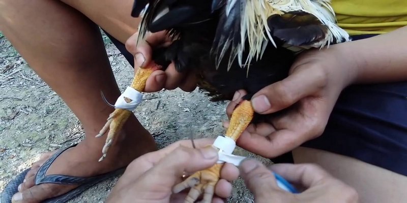 Hướng Dẫn Những Cách Băng Cựa Gà Tre Hiệu Quả Đúng Cách 6 Cách băng cựa gà tre