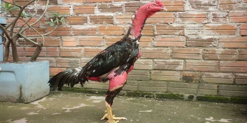 Cách Chăm Sóc Gà Chọi Thay Lông Đúng Kỹ Thuật Và Tốt Nhất 5 cách chăm sóc gà chọi thay lông