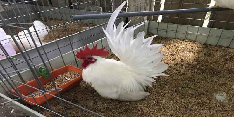 Chia Sẻ Cách Nuôi Gà Thái Kiểng Đẹp 4 cách nuôi gà thái kiểng