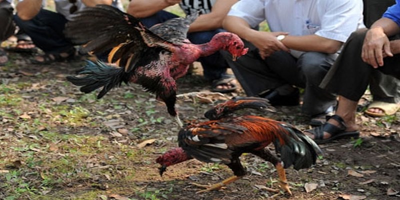 Đá Gà Đòn Miền Bắc Và Những Thông Tin Không Nên Bỏ Lỡ 6 Đá gà đòn miền Bắc