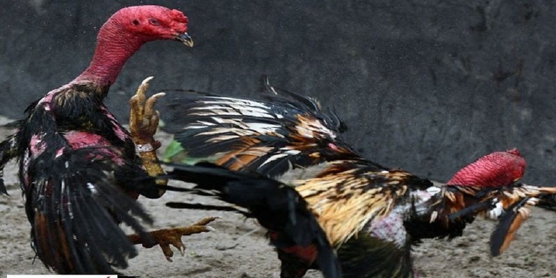 Đá Gà Đòn Miền Bắc Và Những Thông Tin Không Nên Bỏ Lỡ 4 Đá gà đòn miền Bắc