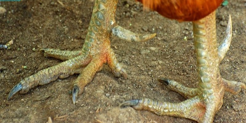 Cách Chữa Gà Đá Về Đi Tập Tễnh Hiệu Quả 5 gà đá về đi tập tễnh