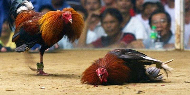 Hướng dẫn luật đá gà cựa sắt - Phổ biến nhất trong giới đá gà 5 luat da ga cua sat 2