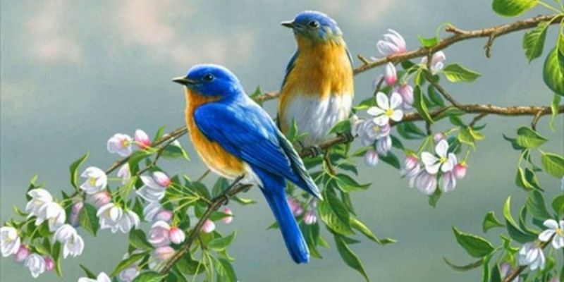 Giải mã ý nghĩa khi mơ nhìn thấy chim - Jun88 4 mo thay chim 3