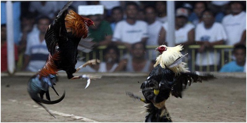 Tổng Hợp Những Trận Đá Gà Siêu Kinh Điển Không Nên Bỏ Lỡ 4 Những Trận Đá Gà Siêu Kinh Điển