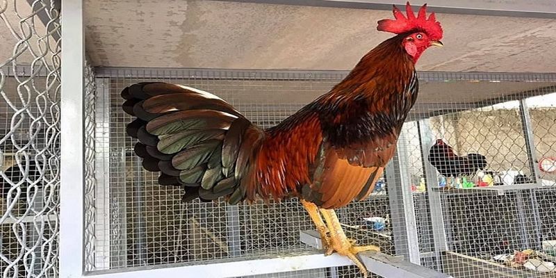 Thuốc Nhỏ Gà Đá Cựa Sắt Tốt Nhất Dành Cho Các Chiến Kê 4 Thuốc nhỏ gà đá cựa sắt