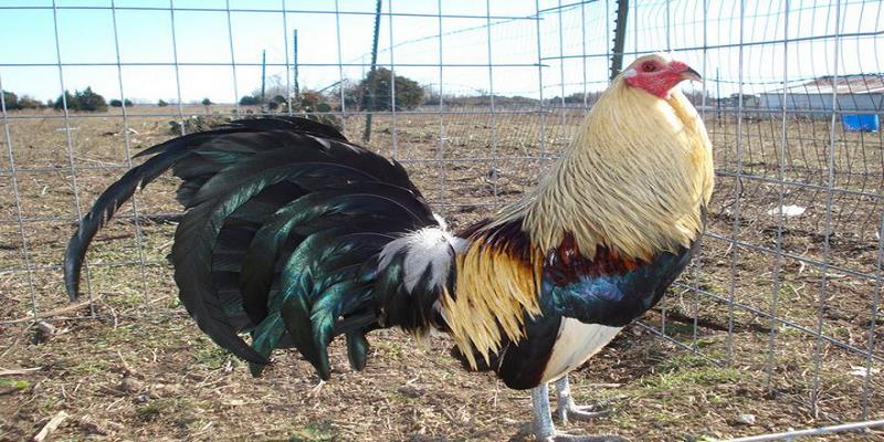 Những Trang Trại Gà Tre Ở Đồng Nai Uy Tín Nhất Hiện Nay 4 Trại gà Tre ở Đồng Nai