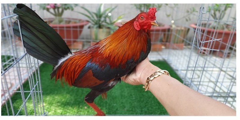 Trại Gà Đá Nam Phát Nức Tiếng Tại Khu Vực Miền Nam 5 Trại gà đá Nam Phát