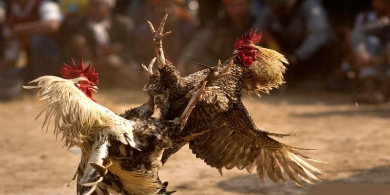 Đá Gà Trực Tiếp - Xem Video Clip Ga My Da Cua Sat Hay Nhất 4 video clip ga My da cua sat