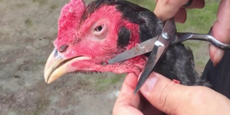 Cách Chăm Sóc Gà Chọi Thay Lông Đúng Kỹ Thuật Và Tốt Nhất 6 cách chăm sóc gà chọi thay lông